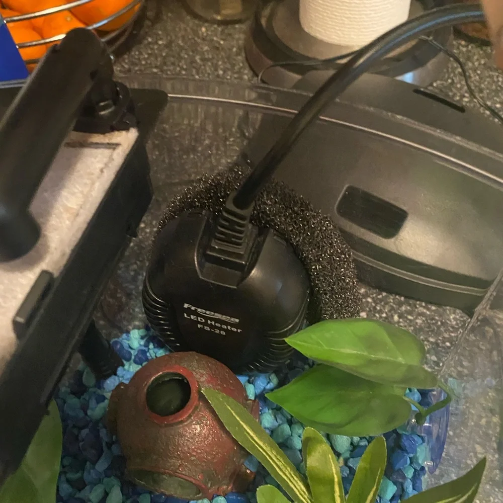 Betta fish tank and accessories 🐟